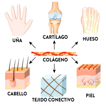 Colágeno Hidrolizado